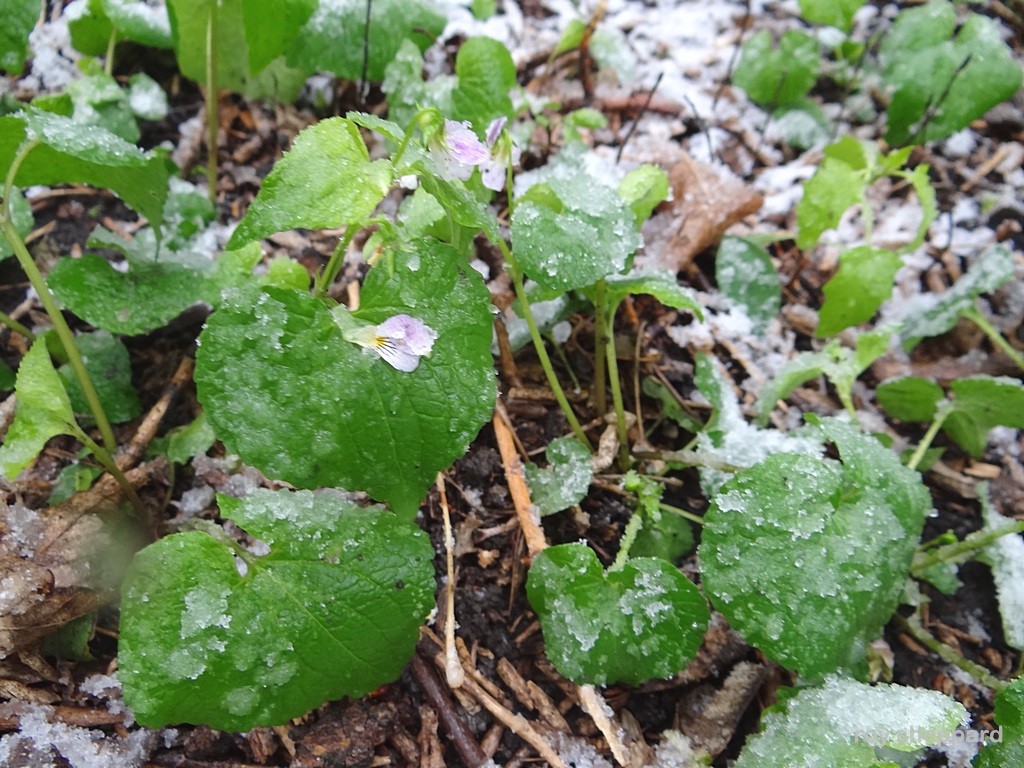 Mother's Day snow May 10, 2015 Jamestown, ND  - CSi Photos